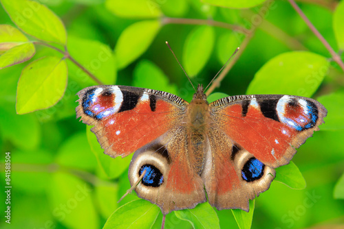 Aglais io, Peacock butterfly resting photo