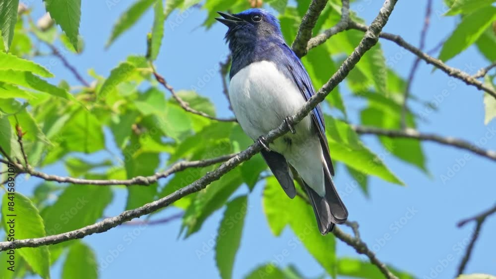 blue and white flycatcher in a forest blue and white flycatcher in a forest
