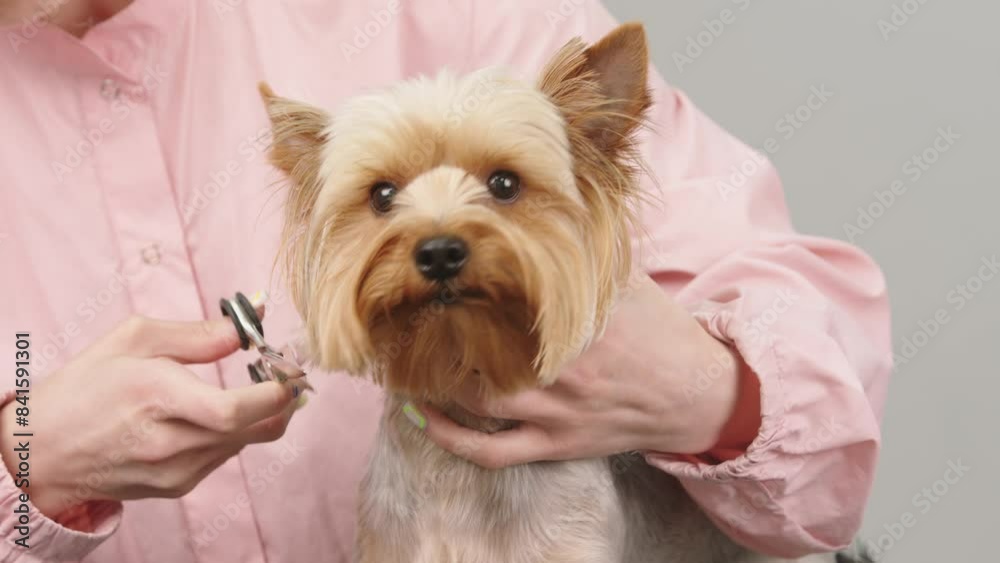 Yorkshire terrier at a dog grooming salon. Groomer combs hair of small cute puppy poodle. The amusing canine sat calmly at the grooming salon or veterinary clinic. Cute poodle dog getting haircut. Yorkshire terrier at a dog grooming salon. Groomer combs hair of small cute puppy poodle. The amusing canine sat calmly at the grooming salon or veterinary clinic. Cute poodle dog getting haircut.