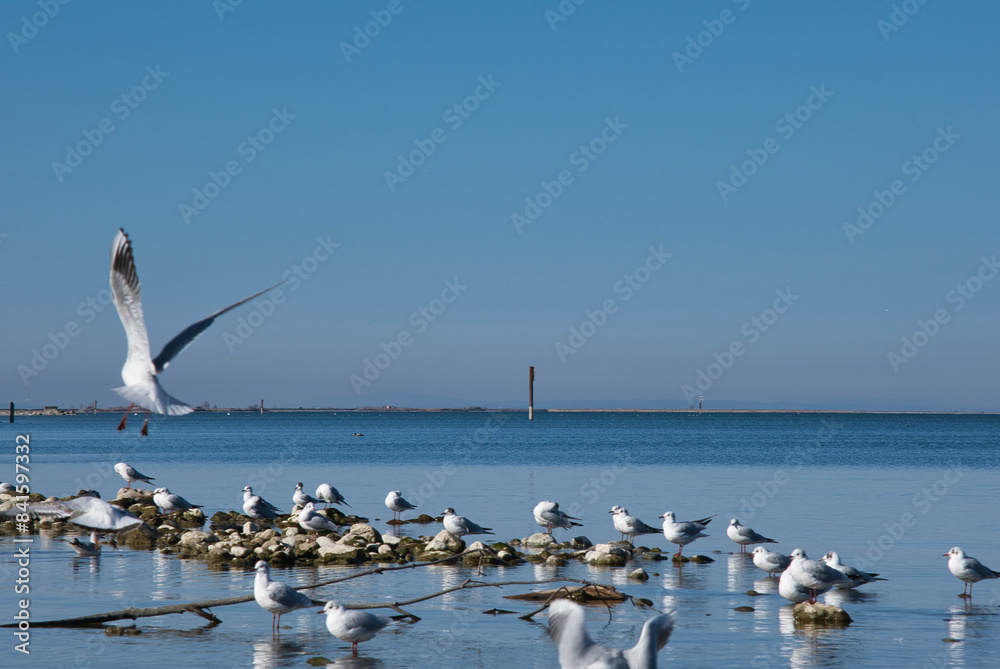 Fototapeta premium A flock of seagulls are flying over the ocean
