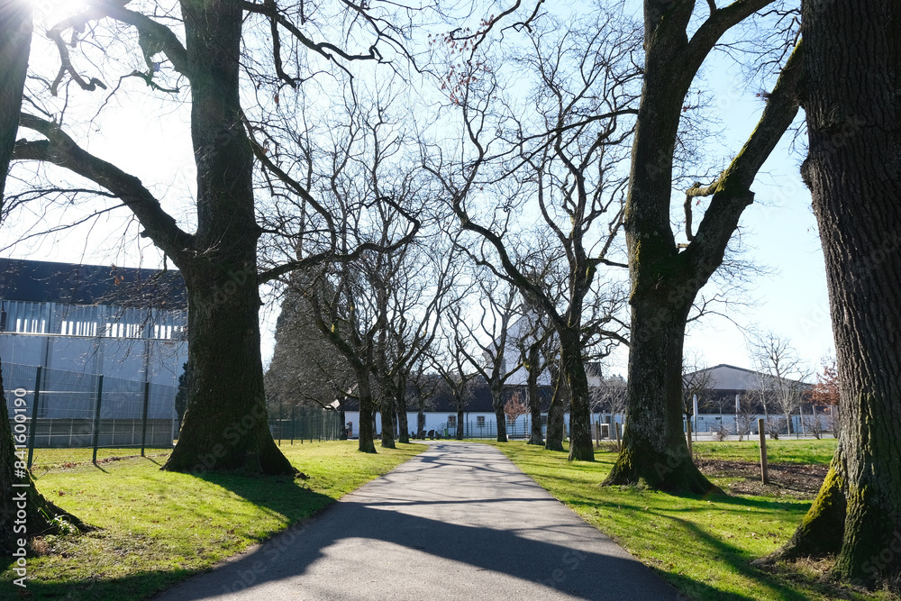 Fototapeta premium A path is lined with trees and a building is in the background