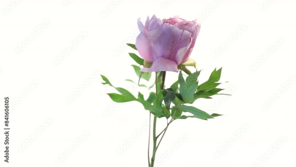 Pink tree peony flower, isolated on white background Pink tree peony flower, isolated on white background
