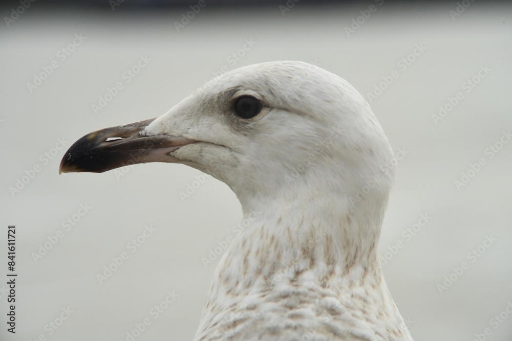 Detailed close up portrait of a beautiful young European herring seagull in Merseyside, UK Detailed close up portrait of a beautiful young European herring seagull in Merseyside, UK
