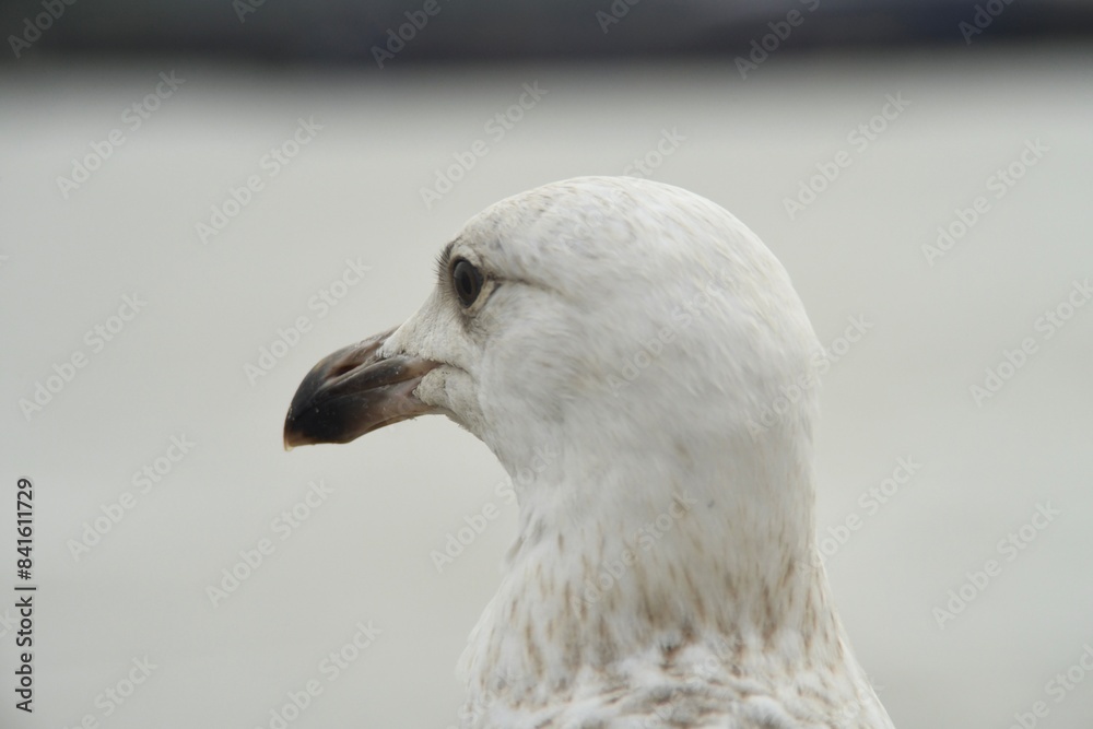 Detailed close up portrait of a beautiful young European herring seagull in Merseyside, UK Detailed close up portrait of a beautiful young European herring seagull in Merseyside, UK