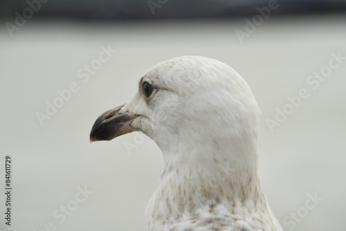 Detailed close up portrait of a beautiful young European herring seagull in Merseyside, UK