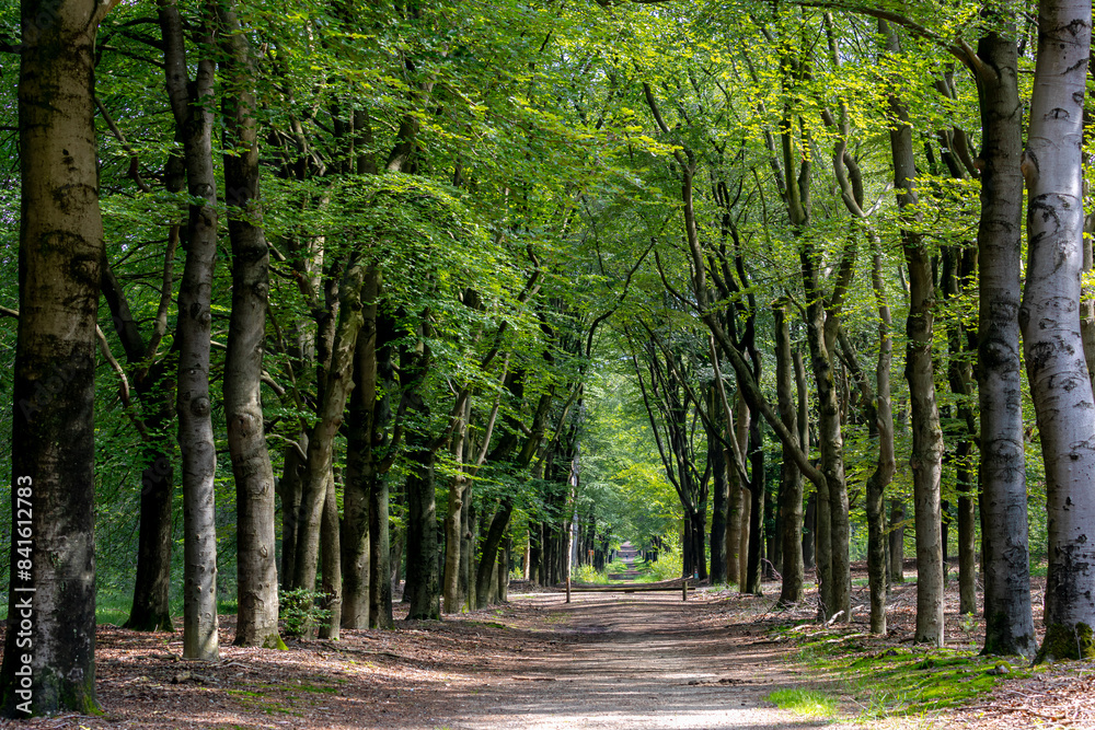 Obraz premium Park and outdoor concept, Spring landscape with pathway into through the wood, New young green leaves on twig in the forest, Rows of big trees trunks along the walkways, Nature greenery background.