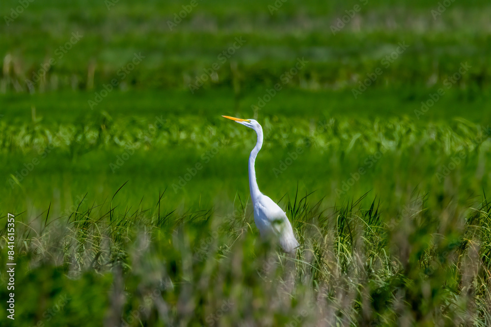 Fototapeta premium great white heron