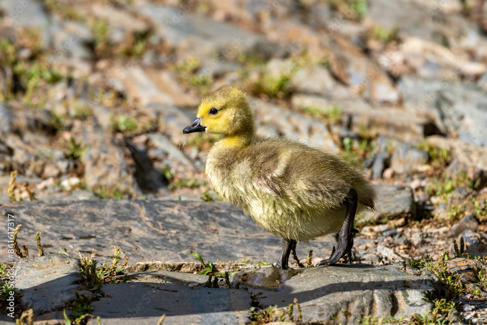 duckling duckling