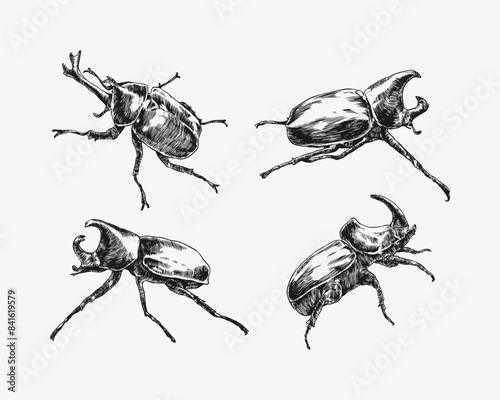 Set of engrave rhinoceros beetle. Different pose, action. Isolated on white background. Monochrome vector illustration.