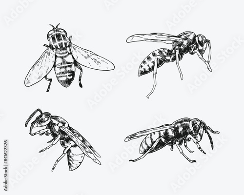 Set of hand drawn wasp sketch, engraving. Different pose, action. Isolated background. Vector illustration.