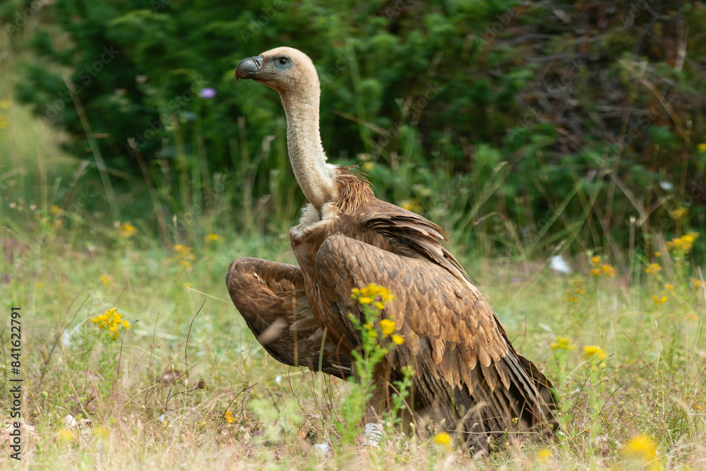 Vautour fauve,.Gyps fulvus, Griffon Vulture, Parc naturel régional des grands causses 48, Lozere, France Vautour fauve,.Gyps fulvus, Griffon Vulture, Parc naturel régional des grands causses 48, Lozere, France