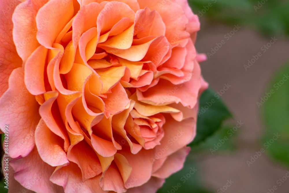Orange pink rose bud in the garden. Flower red petals bush flowerbed. David Austin roses Orange pink rose bud in the garden. Flower red petals bush flowerbed. David Austin roses