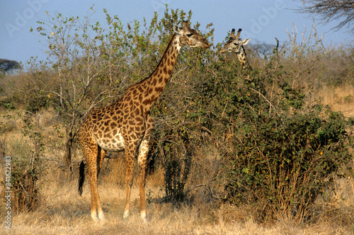 Girafe  Giraffa camelopardalis tippelskirchi  Kenya