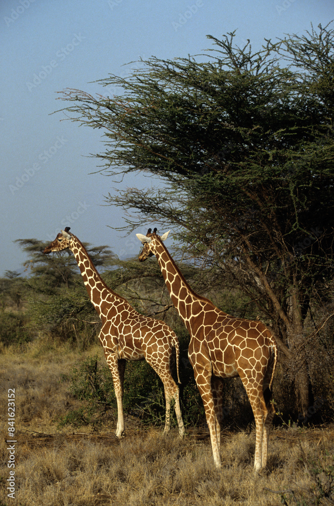 Obraz premium Girafe réticulée, Giraffa camelopardalis reticulata, Parc national de Samburu , Kenya
