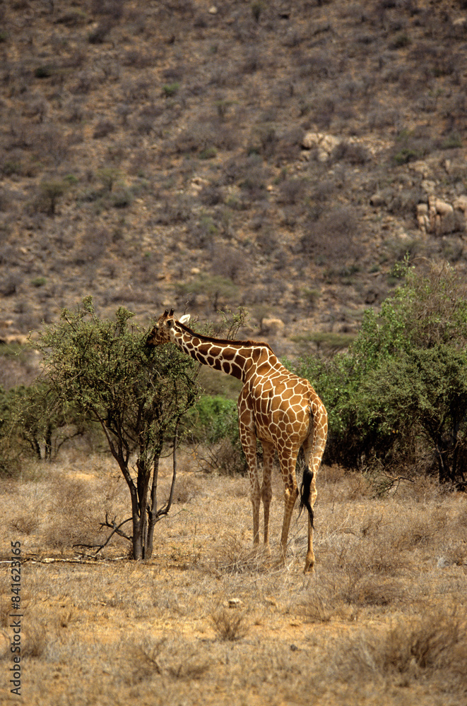 Obraz premium Girafe réticulée, Giraffa camelopardalis reticulata, Parc national de Samburu , Kenya