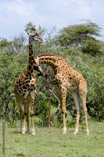 Girafe de Rothschild  Giraffa camelopardalis rotschildi  Parc national de Nakuru   Kenya