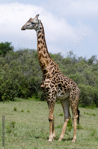 Girafe de Rothschild  Giraffa camelopardalis rotschildi  Parc national de Nakuru   Kenya