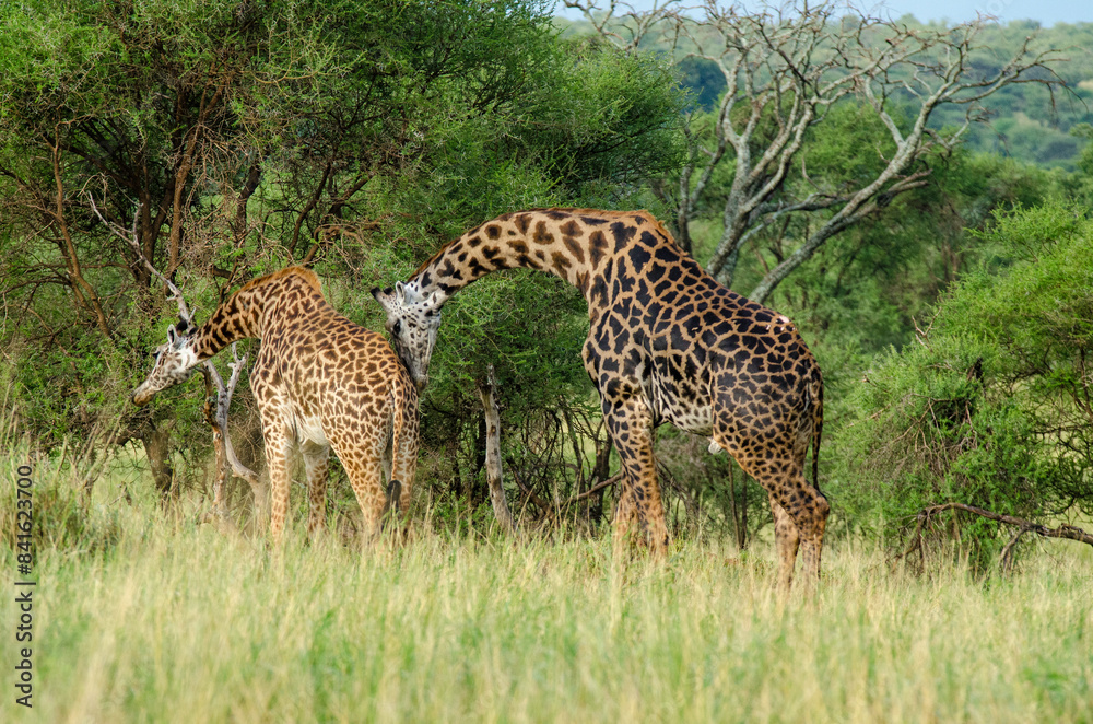 Obraz premium Girafe, Giraffa tippelskirchi, parc national d'Arusha, Tanzanie