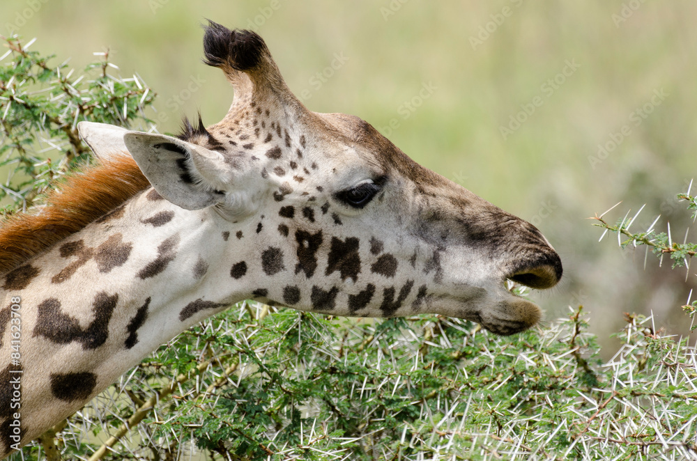 Fototapeta premium Girafe, Giraffa tippelskirchi, parc national d'Arusha, Tanzanie