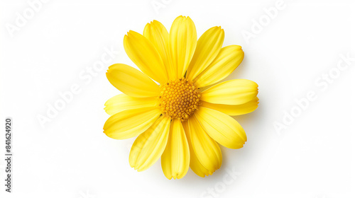 Single Yellow Daisy on White Background