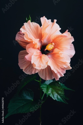 flower Photography, Hibiscus rosa-sinensis Double Peach, full view object, copy space on top, Isolated on Black Background © Tebha Workspace