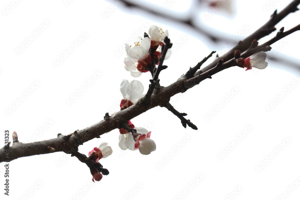 Close up Green Plum Blossom Flower , Prunus mume, in Springtime Close up Green Plum Blossom Flower , Prunus mume, in Springtime