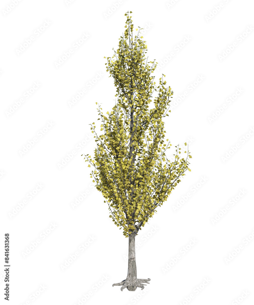 Fototapeta premium Albero con e senza foglie bianche, arancioni, verdi, gialle, rosse fondo trasparente e isolato inverno con e senza neve o foglie 