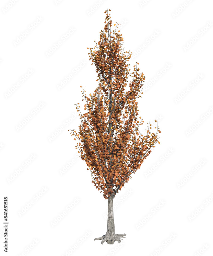 Fototapeta premium Albero con e senza foglie bianche, arancioni, verdi, gialle, rosse fondo trasparente e isolato inverno con e senza neve o foglie 