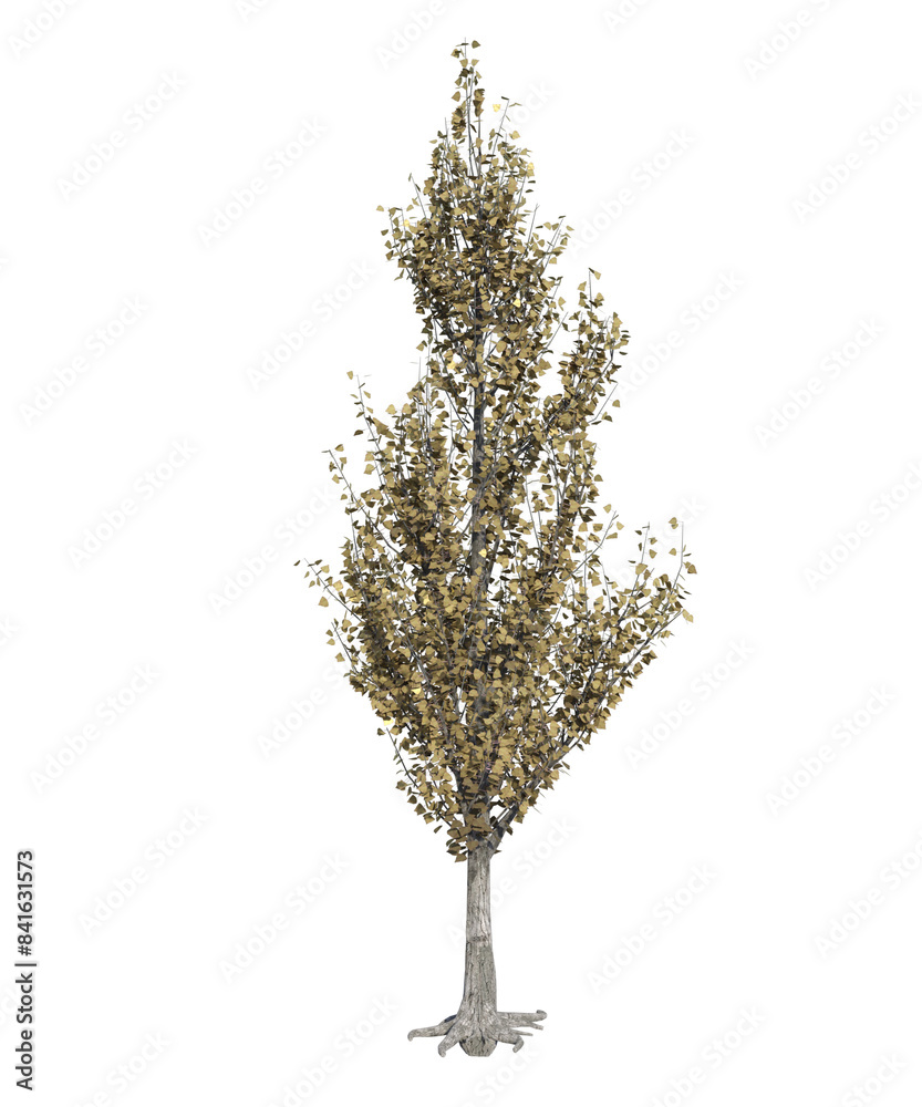 Fototapeta premium Albero con e senza foglie bianche, arancioni, verdi, gialle, rosse fondo trasparente e isolato inverno con e senza neve o foglie 