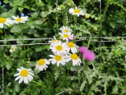 wild daisies in the field photo