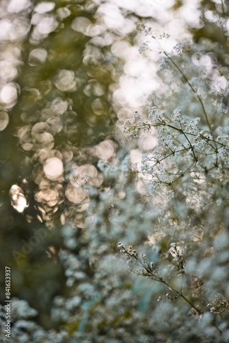 Tableau sur toile Fleur blanche avec flou d'arrière-plan et jolie lumière de coucher du soleil