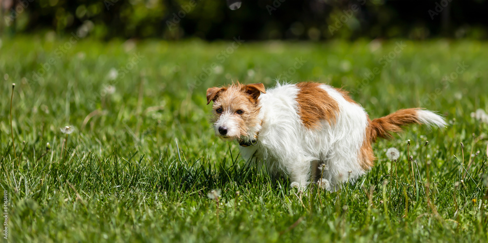 Dog doing toilet in the grass. Pooping, defecating, pet excrement, diarrhea banner.