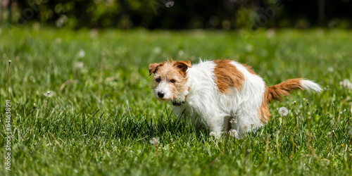 Bild auf Leinwand Dog doing toilet in the grass