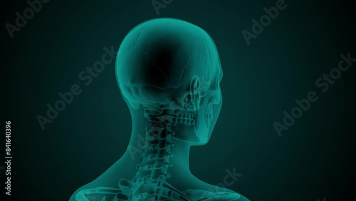 X-ray scan of the female human head and neck with the skull and cervical vertebrae visible. 3d render seamless loop animation of rotation isolated on dark background
