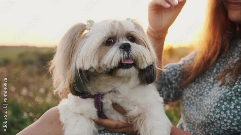 Joyful Shih Tzu with ponytails yawns at sunset Joyful Shih Tzu with ponytails yawns at sunset