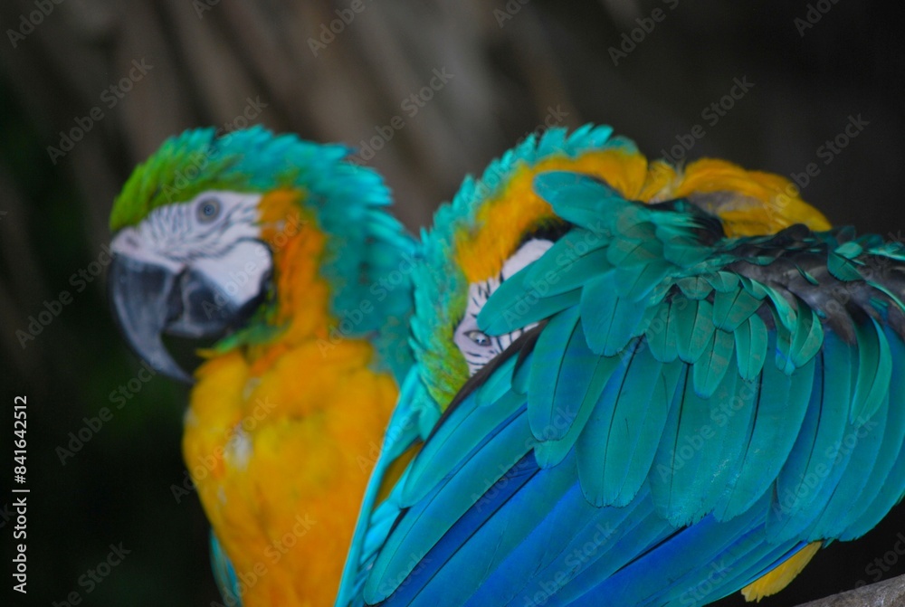 Obraz premium Gran cantidad y variedad de aves podemos encontrar en el estado Yaracuy,guacamayas,flamingos,aves rapaces como gavilanes,y muchos pajaros pequeños.