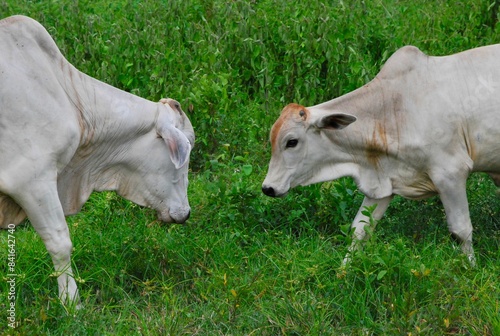 En el estado Yaracuy podemos encontrar mucho ganado vacuno,para la produccion de carne y leche.