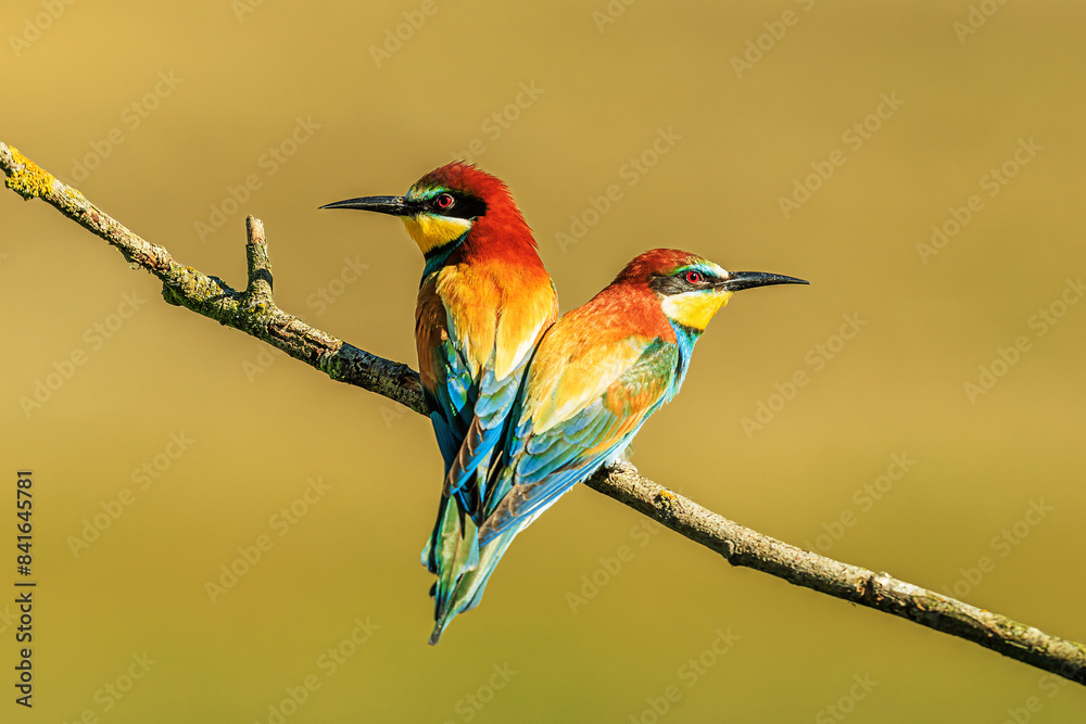 The European bee-eater (Merops apiaster) a couple of birds sitting in what looks like a heart position The European bee-eater (Merops apiaster) a couple of birds sitting in what looks like a heart position