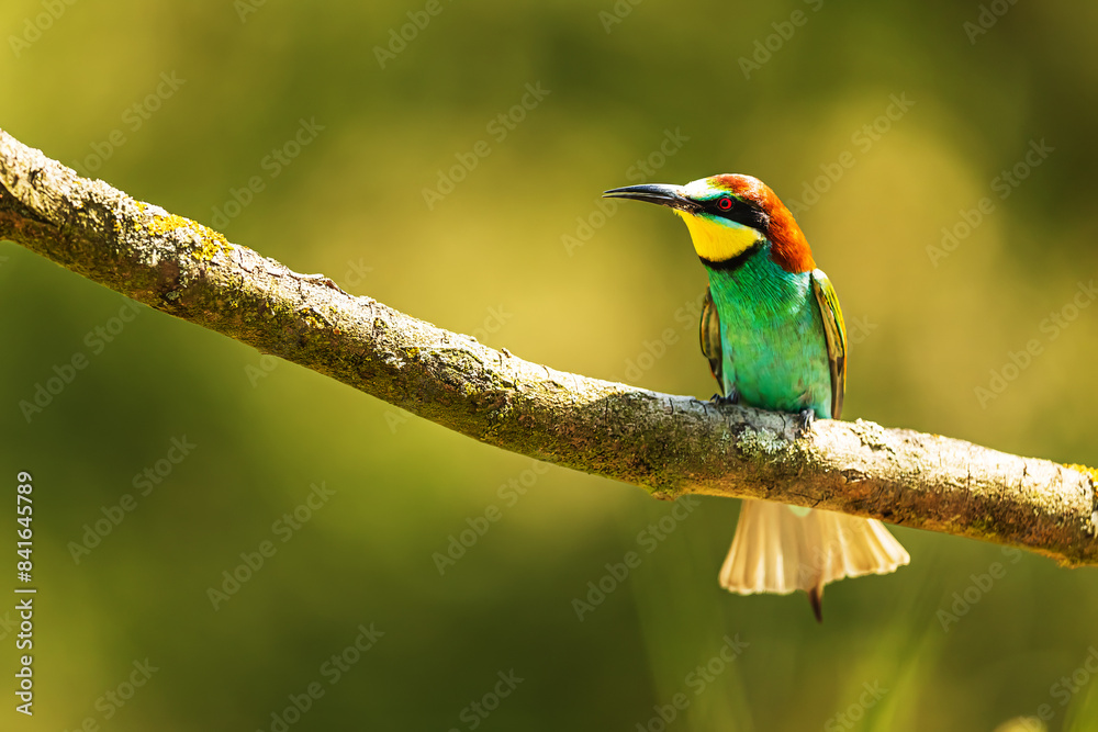 Obraz premium The European bee-eater (Merops apiaster) waiting for insects