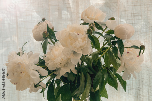 Paeonia suffruticosa in a vase in home. Floristic design. Romantic flowers. Showy white peonys.  Spring Blossom. photo
