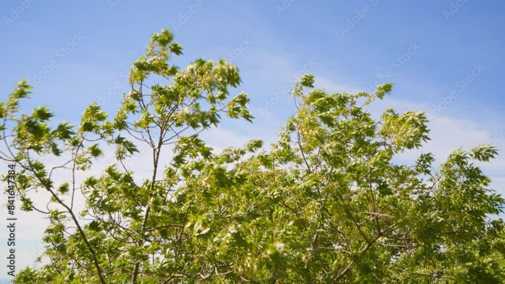 The branches of the trees sway in the breeze. Windy weather on a bright spring day. The branches of the trees sway in the breeze. Windy weather on a bright spring day.