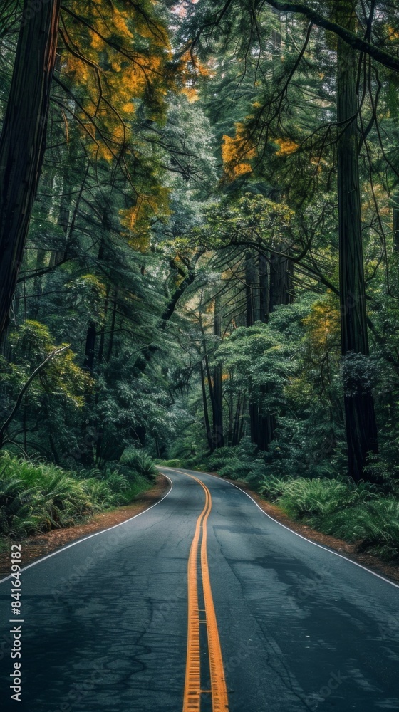 Fototapeta premium Road Through Redwood Forest Jedidiah Smith State Park California, USA