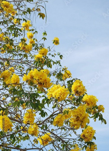 Flores silvestres de Yaracuy,Venezuela. Gran cantidad y variedad de flores,grandes y pequeñas que son fuente de alimento para aves e insectos.