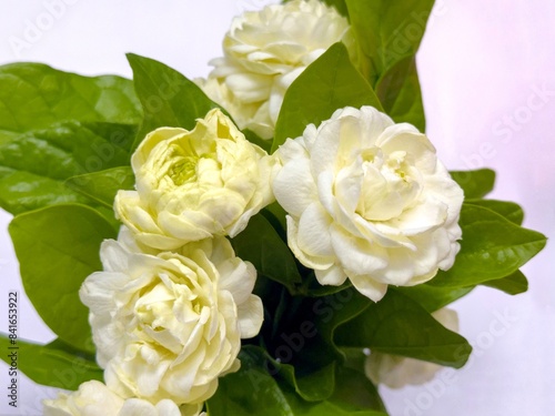 Arabian jasmine in double petal (Jasminum sambac) is a sweetly fragrant flowers
