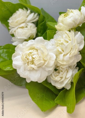 Arabian jasmine in double petal (Jasminum sambac) is a sweetly fragrant flowers