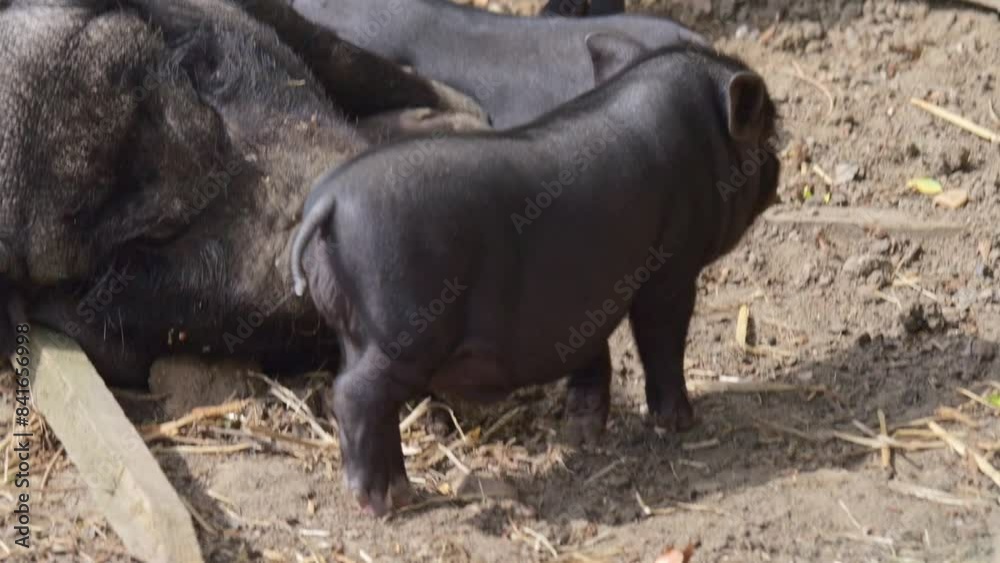Black pigs in a sustainable enclosure. A sow with nursing piglets, all playing and walking on plant-covered soil, enjoying the sunny weather. Black pigs in a sustainable enclosure. A sow with nursing piglets, all playing and walking on plant-covered soil, enjoying the sunny weather.