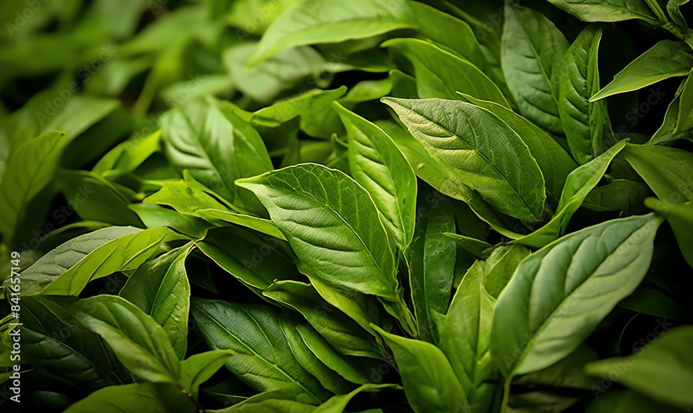 Obraz premium Fresh tea leaves up close
