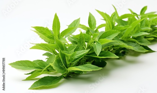 Macro shot of fresh tea leaves on white