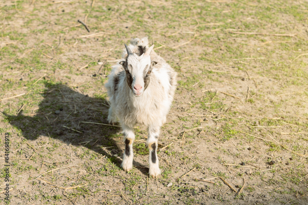 Obraz premium baby goat farming animal portrait in middle meadow of household agricultural yard space