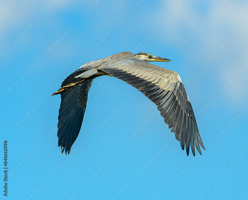 Fototapeta premium grey heron (Ardea cinerea) in flight